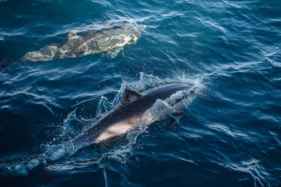 Sydney: Whale Watching & Wildlife Cruise - Is $67 good value?