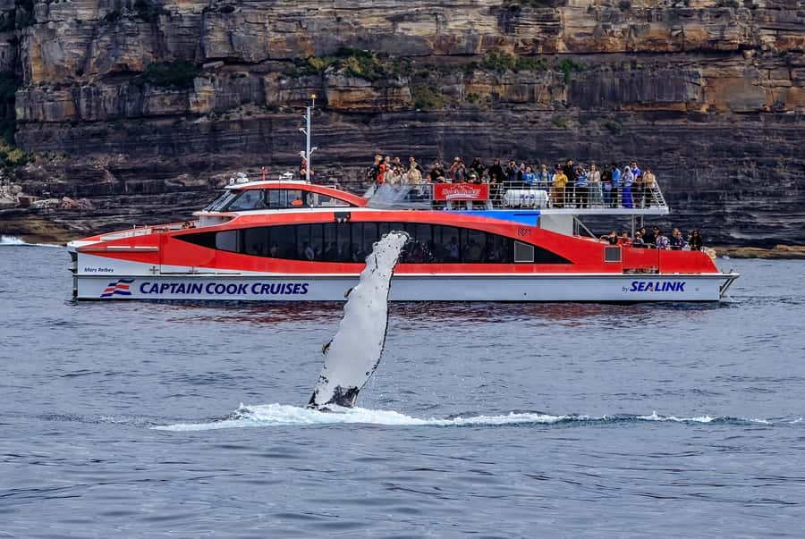 Sydney: Whale Watching & Wildlife Cruise - Final decision: book it if you want a real wildlife outing