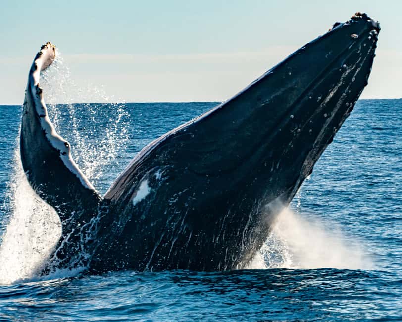 Sydney; Whale Watching - Leaving King Street Wharf for the harbour entrance