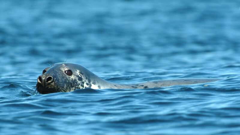 Tadoussac/Charlevoix: 3-Hour Whale Watching Boat Tour - Who will enjoy this cruise most?