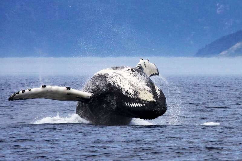 Tadoussac/Charlevoix: 3-Hour Whale Watching Boat Tour - The larger boat versus a Zodiac