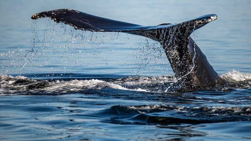Tadoussac/Charlevoix: 3-Hour Whale Watching Boat Tour - Whale species and what you may actually see