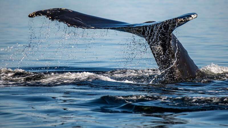 Tadoussac/Charlevoix: 3-Hour Whale Watching Boat Tour - Choosing Tadoussac or Baie-Sainte-Catherine