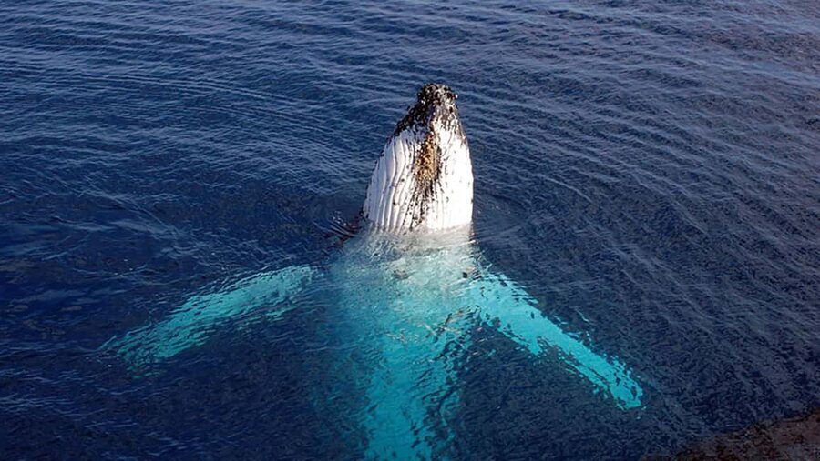 Tadoussac/Charlevoix: VIP Lounge OR UpperDeck Whale Watching - Why Tadoussac is such a good whale-watching base