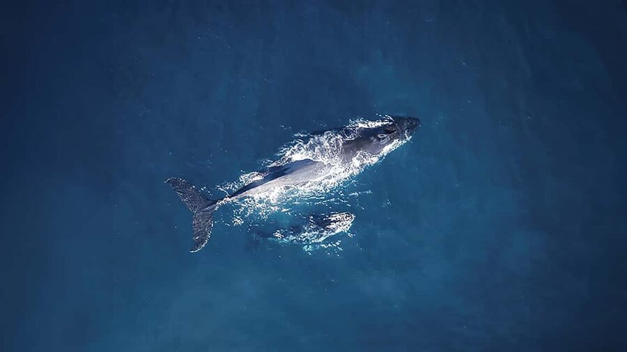 Tadoussac/Charlevoix: VIP Lounge OR UpperDeck Whale Watching - What the three-hour route reveals