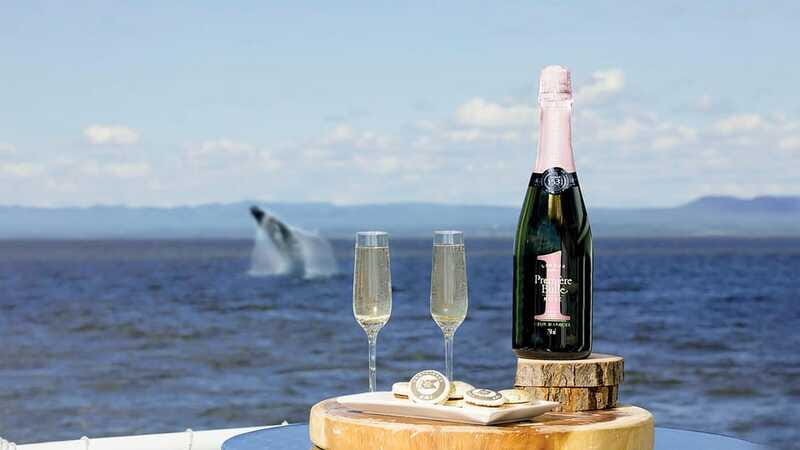 Tadoussac/Charlevoix: VIP Lounge OR UpperDeck Whale Watching - Practical details that affect your day