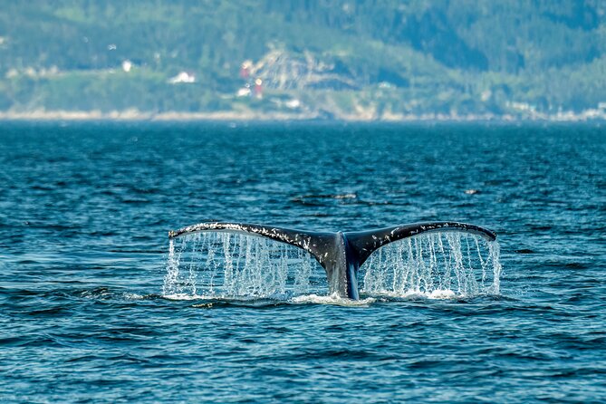 Tadoussac/Charlevoix: Whale & Bear Wildlife Tour - Key points at a glance