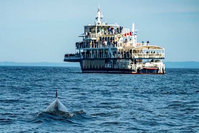 Tadoussac/Charlevoix: Whale & Bear Wildlife Tour - Why this Tadoussac pairing works