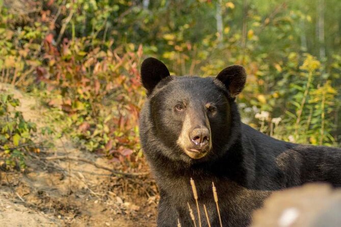 Tadoussac/Charlevoix: Whale & Bear Wildlife Tour - Three hours on the Saguenay-St. Lawrence
