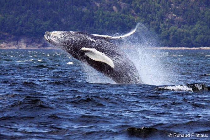 Tadoussac/Charlevoix: Whale Watching Tour - What the naturalist adds to the ride