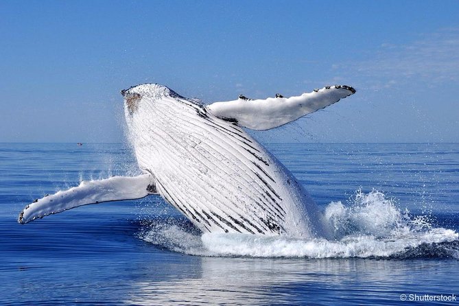 Tadoussac/Charlevoix: Whale Watching Tour - Departure points and timing