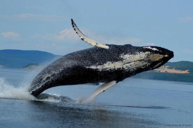 Tadoussac/Charlevoix: Whale Watching Tour - Who should book this Tadoussac cruise?