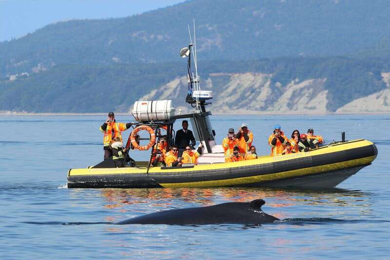 Tadoussac/Charlevoix: Whale Watching Tour & Bear Observation - Key points before you book