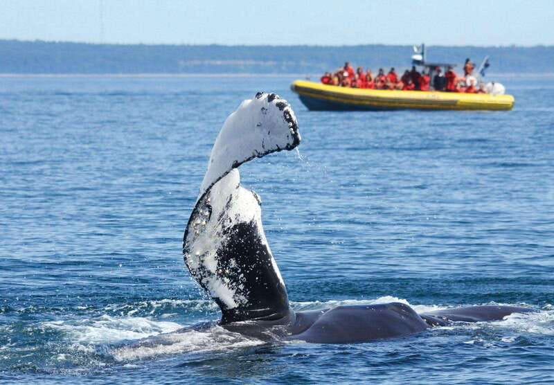 Tadoussac/Charlevoix: Whale Watching Tour & Bear Observation - Why the whale cruise is the stronger half