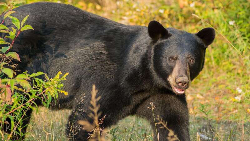 Tadoussac/Charlevoix: Whale Watching Tour & Bear Observation - Watching black bears at Ferme 5 Étoiles