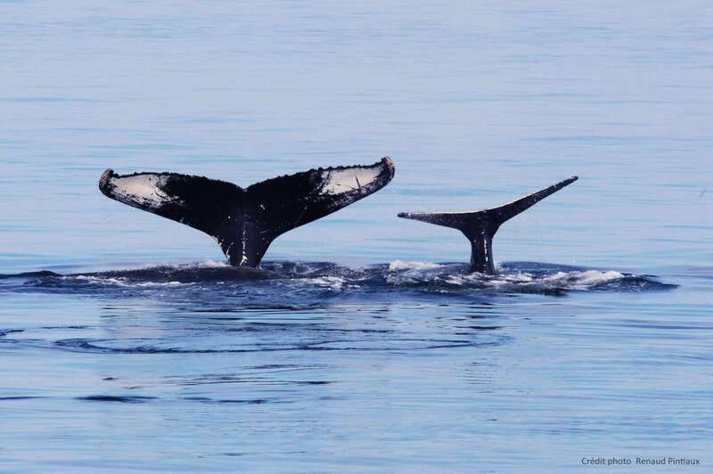 Tadoussac/Charlevoix: Whale Watching Tour & Bear Observation - Who will enjoy this day most?