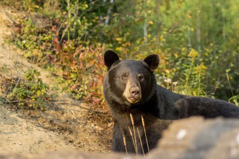 Tadoussac/Charlevoix: Whale Watching Tour & Bear Observation - What the naturalist adds to the cruise