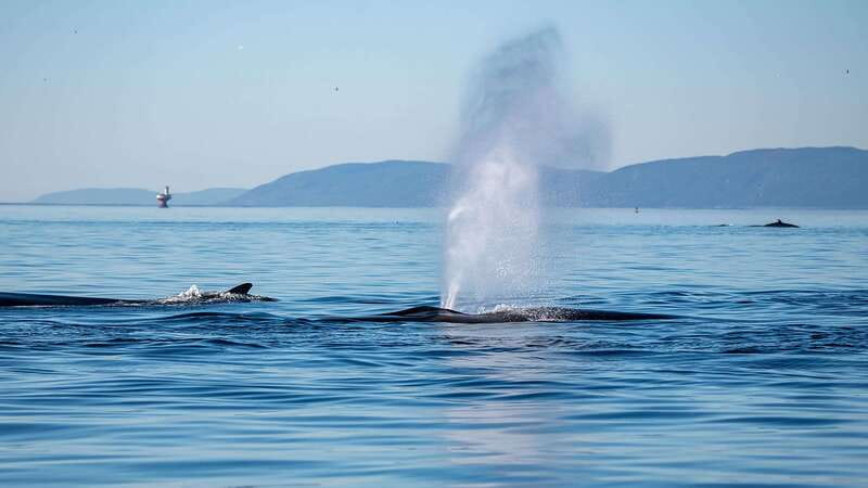 Tadoussac/Charlevoix: Whale Watching Zodiac Tour - Key points to know before booking