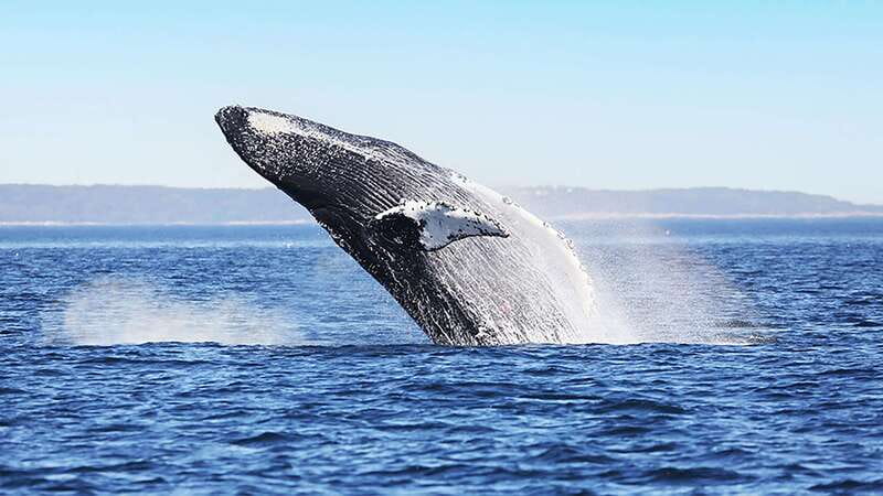 Tadoussac/Charlevoix: Whale Watching Zodiac Tour - Is $98 a fair price?