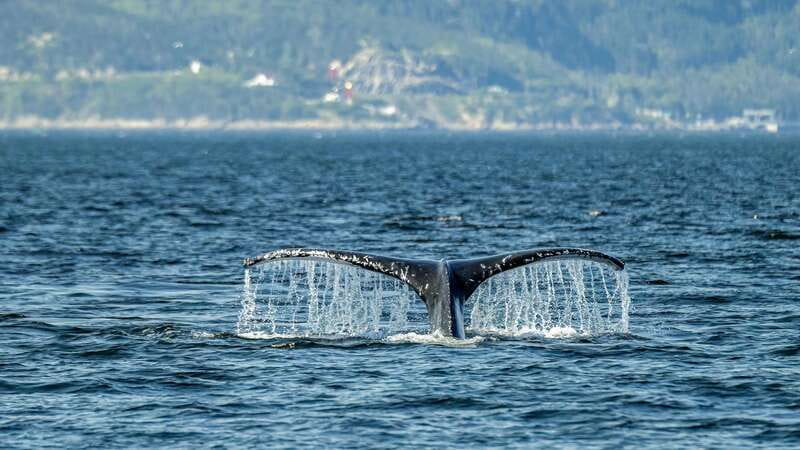Tadoussac/Charlevoix: Whale Watching Zodiac Tour - Picking the right departure time