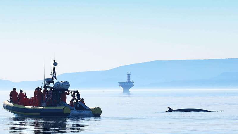 Tadoussac/Charlevoix: Whale Watching Zodiac Tour - Starting from Tadoussac or Baie-Sainte-Catherine