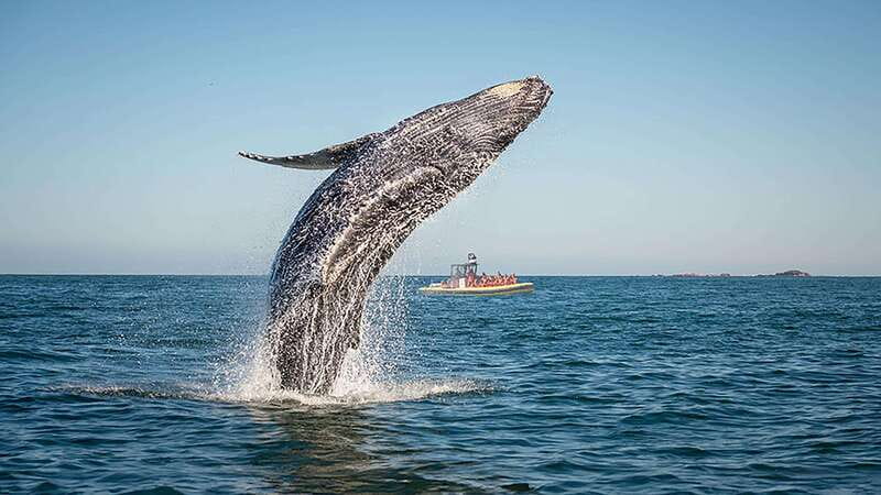 A humpback breaching beside a small whale watching boat