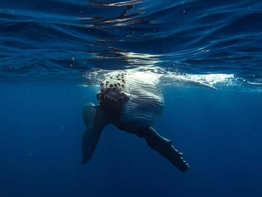 Tahiti island: Whale watching Experience - Key points about Tahiti’s whale encounter