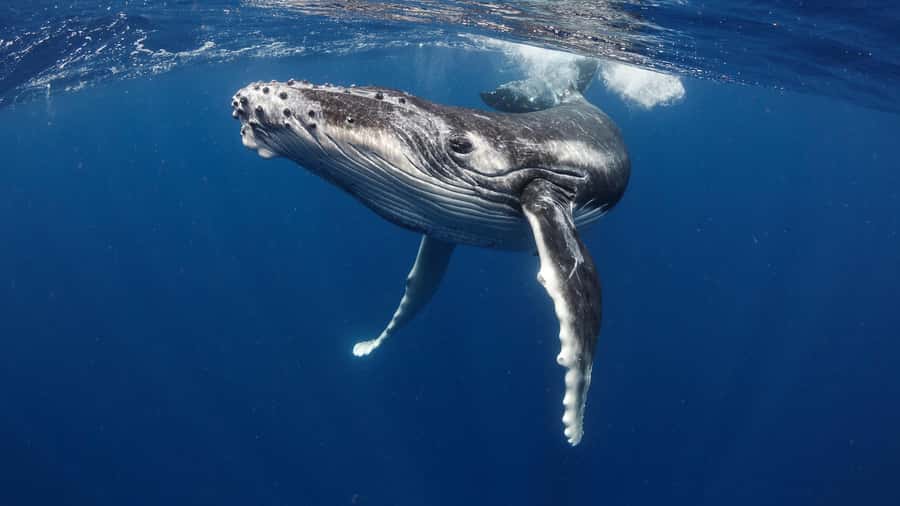 Tahiti island: Whale watching Experience - Why the humpback season matters in Tahiti
