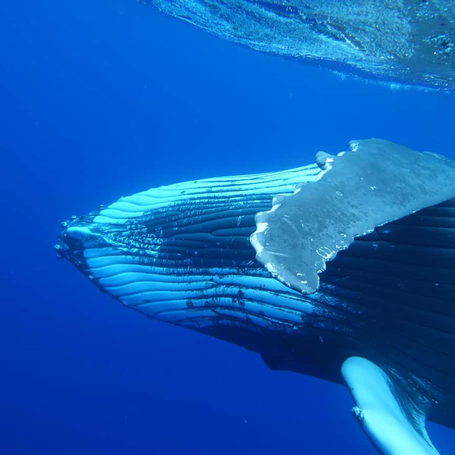Tahiti island: Whale watching Experience - From hotel pickup to the harbor
