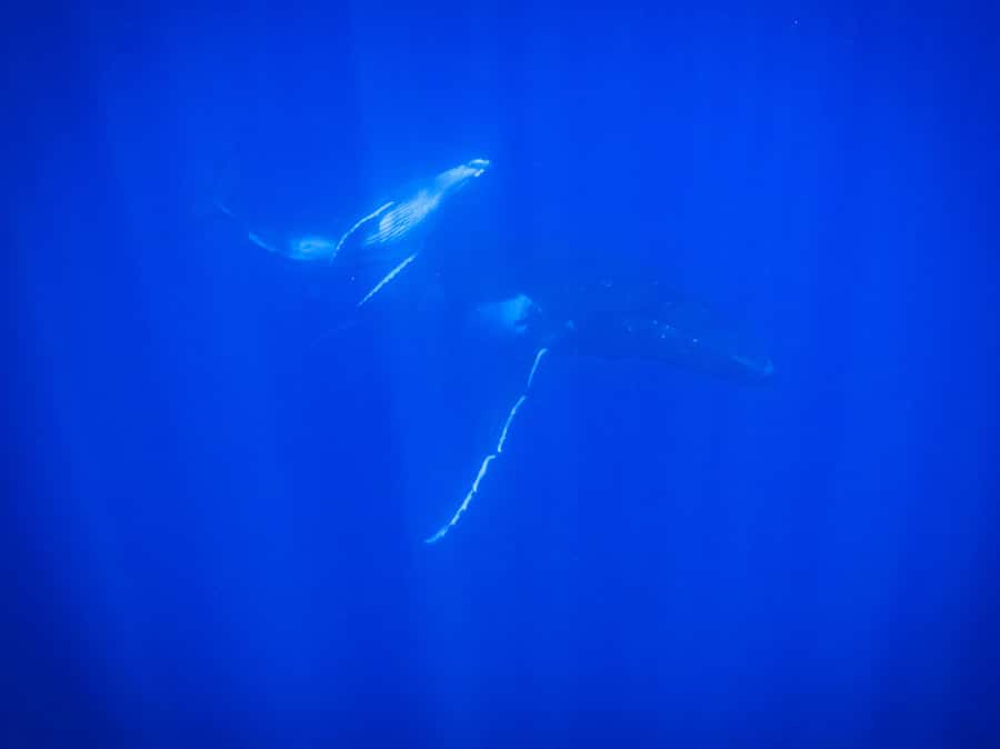 Tahiti island: Whale watching Experience - Searching for whales and watching dolphins
