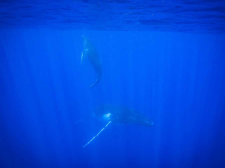 Tahiti island: Whale watching Experience - What the equipment and refreshments add