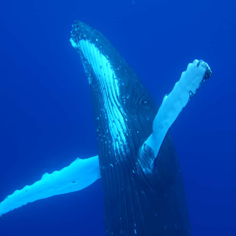 Tahiti island: Whale watching Experience - Who will enjoy this experience most