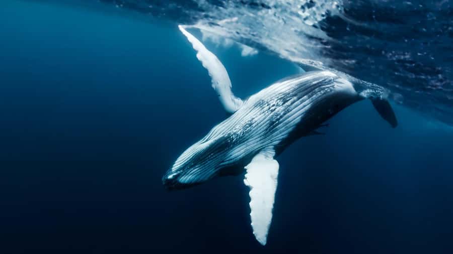 Tahiti island: Whale watching Experience - Five hours on a small Tahitian boat