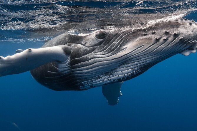 Tahiti, land of whales: a unique experience! - Key points at a glance