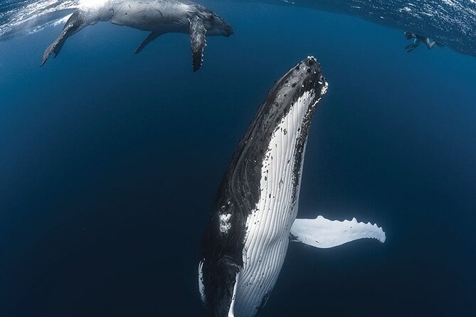 Tahiti, land of whales: a unique experience! - Why this Tahiti whale trip is different