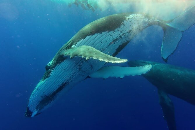 Tahiti, land of whales: a unique experience! - The Taapuna sandbank ending