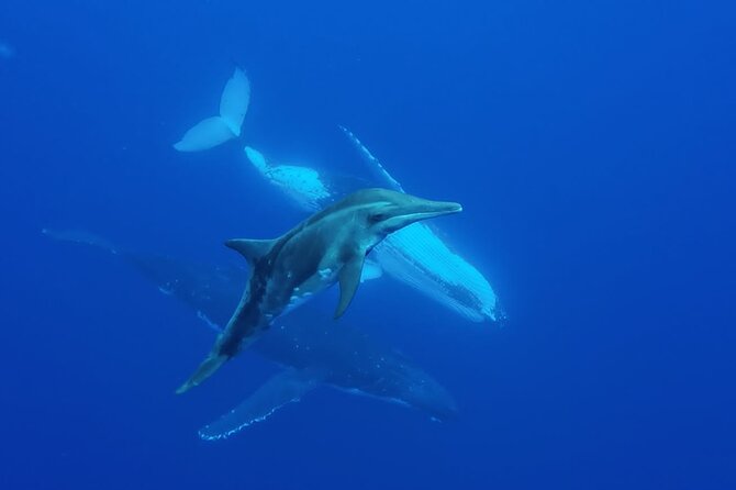 Tahiti, land of whales: a unique experience! - What the $176 price includes