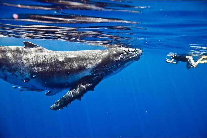 Tahiti, land of whales: a unique experience! - Who will enjoy this outing most