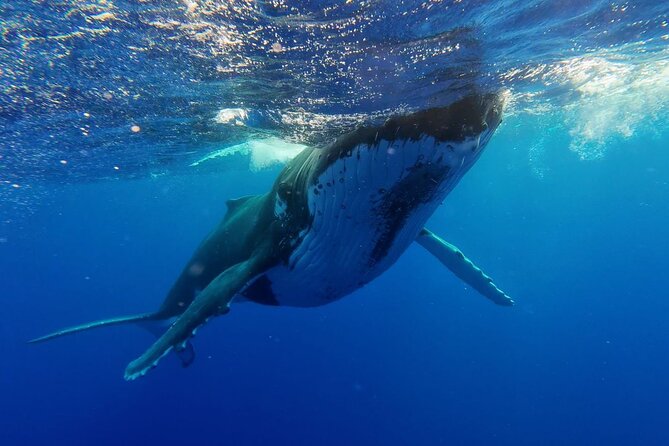 Tahiti, land of whales: a unique experience! - Practical advice before you book
