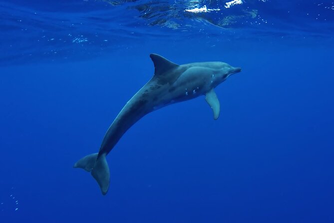 Tahiti, land of whales: a unique experience! - Whale watching along Tahiti’s west coast