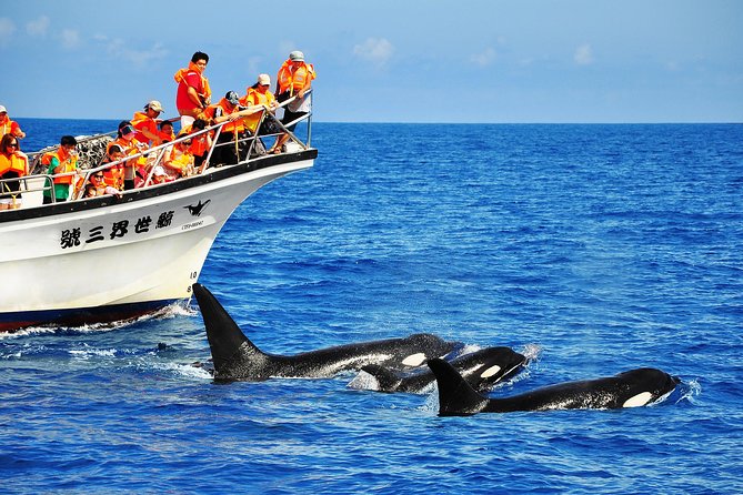 Taiwan Hualien Whale Watching Dolphin - Key points to know before booking