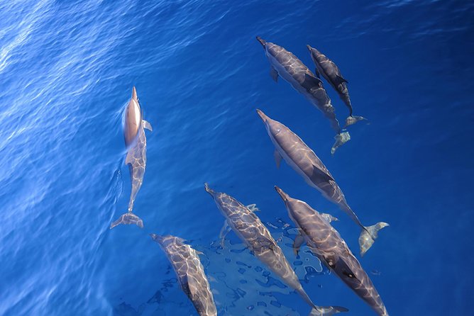 Taiwan Hualien Whale Watching Dolphin - What the two-hour boat ride feels like
