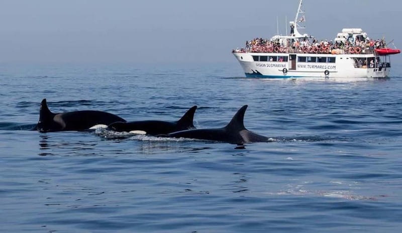 Tarifa: Orca, Whale and Dolphin Watching Boat Experience - Practical tips for a smoother outing