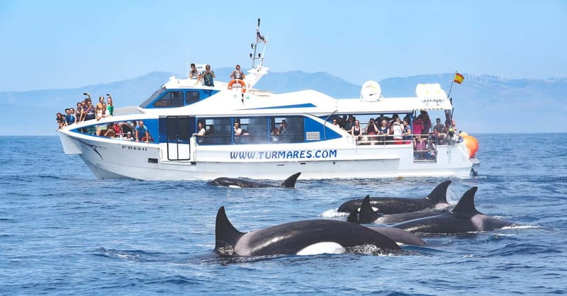 Tarifa: Orca, Whale and Dolphin Watching Boat Experience - Orcas, whales, and dolphins: what you may actually see