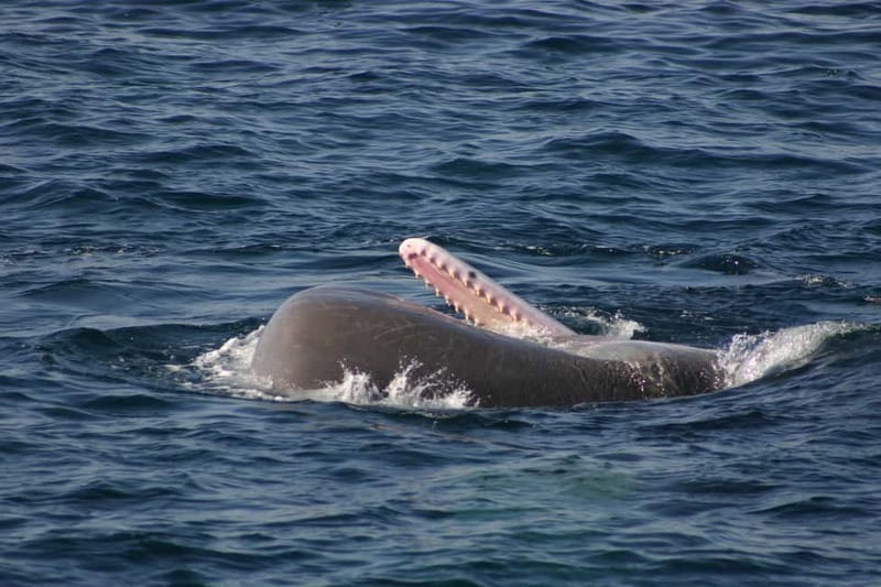 Tarifa: Orca, Whale and Dolphin Watching Boat Experience - The best time to book