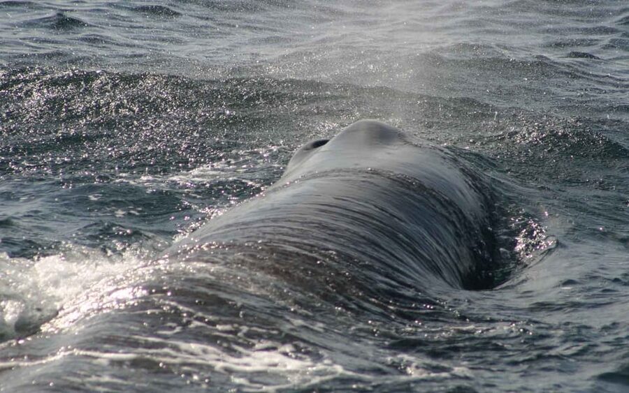 Tarifa: Orca, Whale and Dolphin Watching Boat Experience - Who will enjoy this experience most?