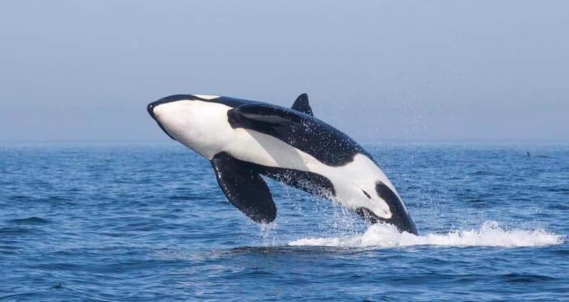 Tarifa: Orca, Whale and Dolphin Watching Boat Experience - What happens during the three-hour cruise