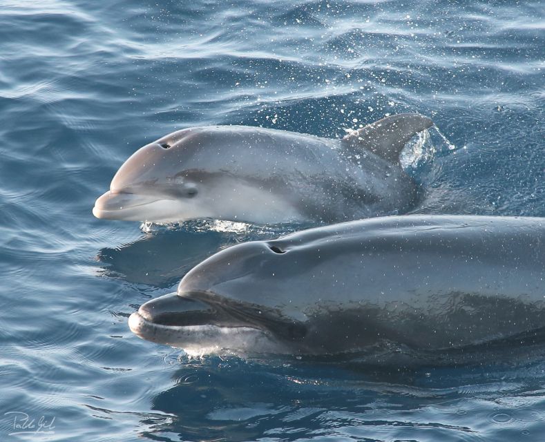 Tarifa: Whale & Dolphin Watching in the Strait of Gibraltar - Key points before you book