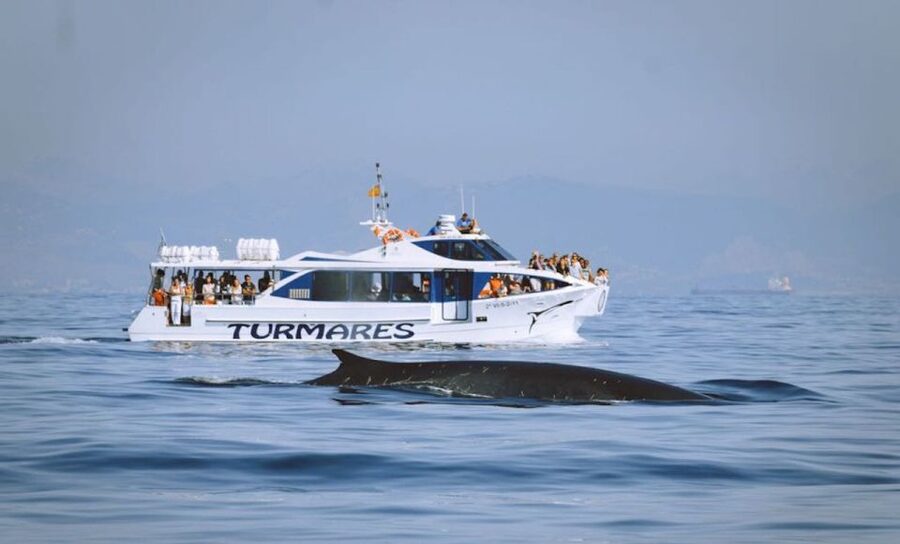 Tarifa: Whale & Dolphin Watching in the Strait of Gibraltar - Practical timing and cancellation details