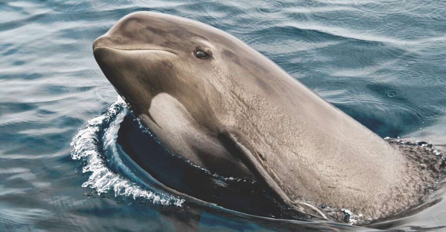 Tarifa: Whale & Dolphin Watching in the Strait of Gibraltar - Why the Strait of Gibraltar is a good place for whale watching